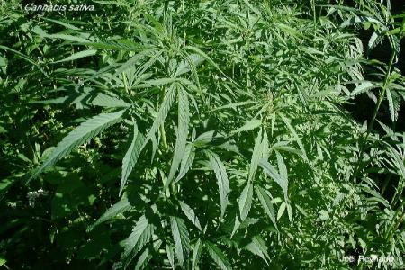 cannabis sativa